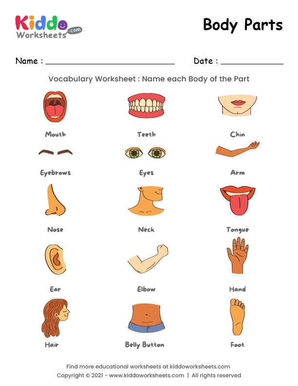 Free Printable Body Parts Worksheet Worksheet - kiddoworksheets