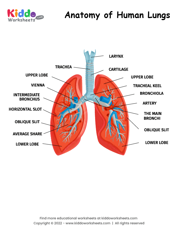 free-printable-anatomy-of-human-lungs-worksheet-kiddoworksheets