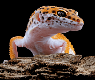 Gecko Lizard Sliding Puzzle
