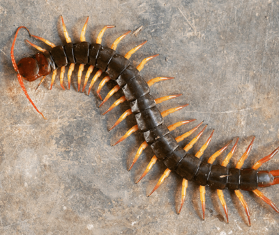 Centipede Sliding Puzzle