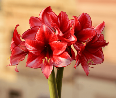 Amaryllis Sliding Puzzle