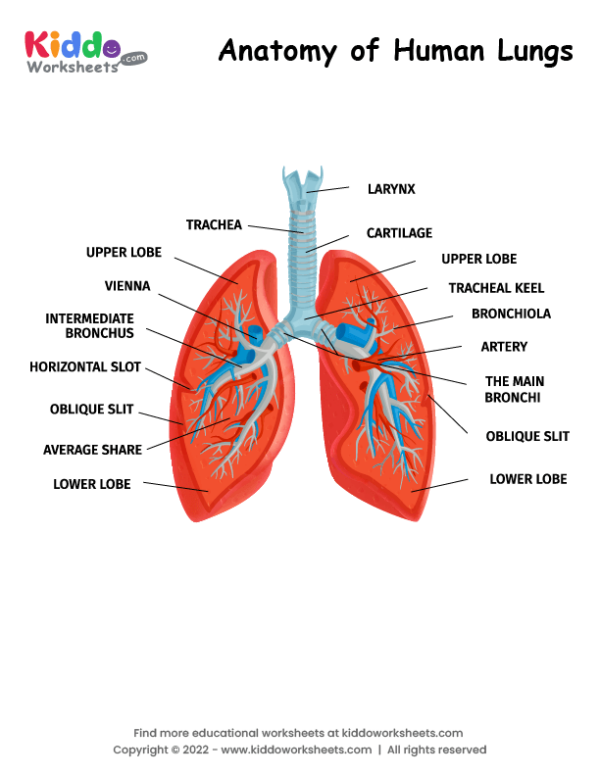 Anatomy of Human Lungs