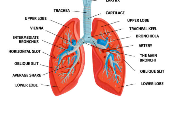 Anatomy of Human Lungs Worksheet