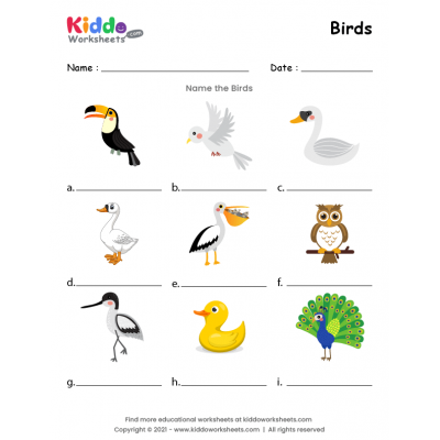 Birds Worksheet