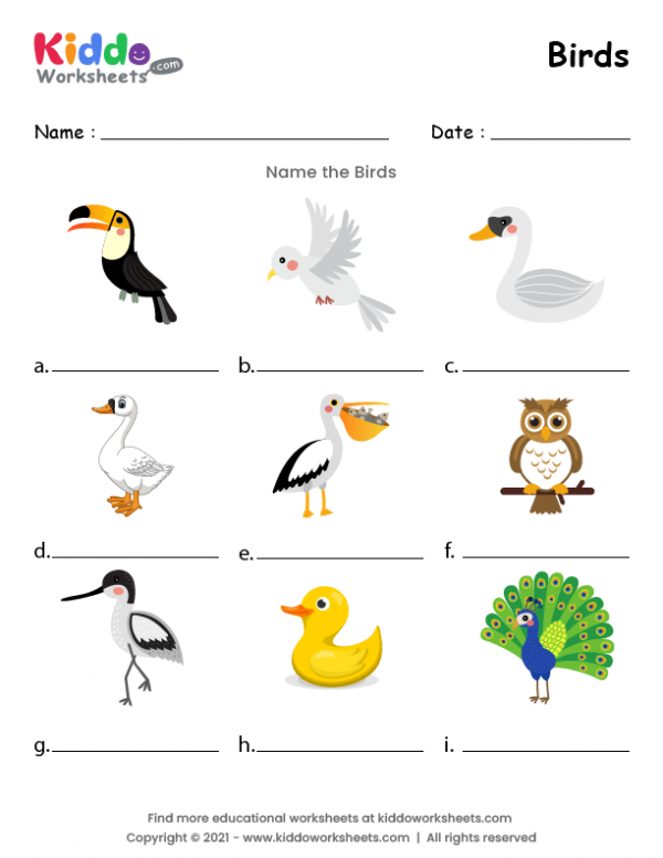 free-printable-birds-worksheet-kiddoworksheets