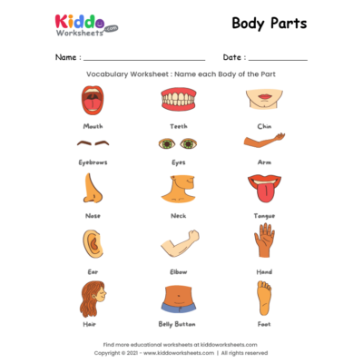 Body Parts Worksheet