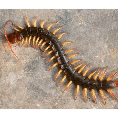 Centipede Sliding Puzzle