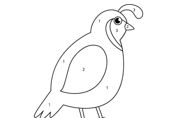 Color the Quail Worksheet