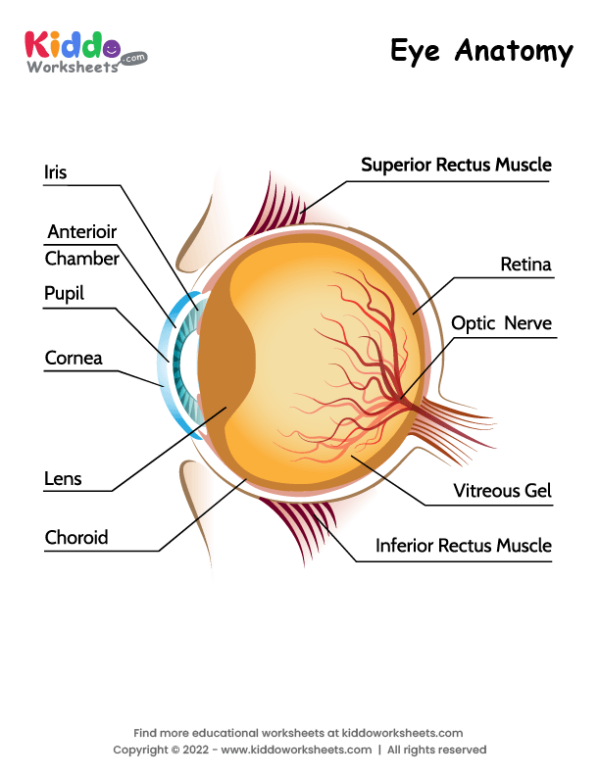 Eye Anatomy Worksheet