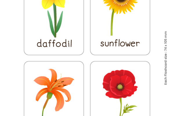 Flash cards of flowers