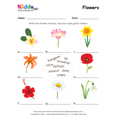 Flowers Worksheet