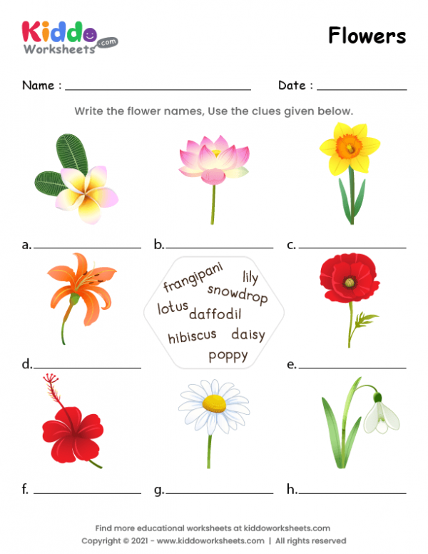 Free Printable Flowers Worksheet