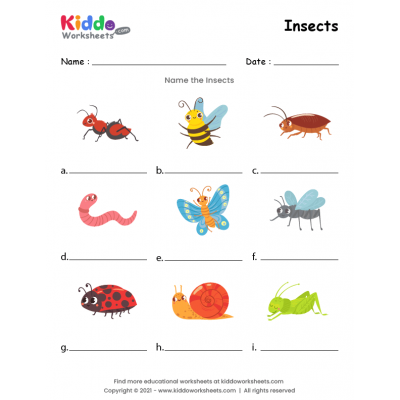 Insects Worksheet
