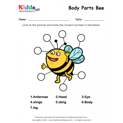Body Parts of Bee