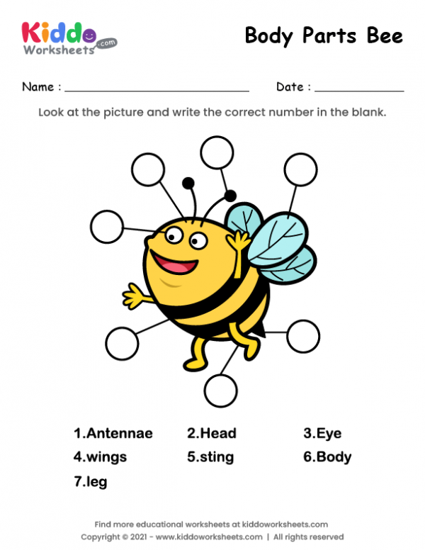 free printable body parts of bee worksheet kiddoworksheets