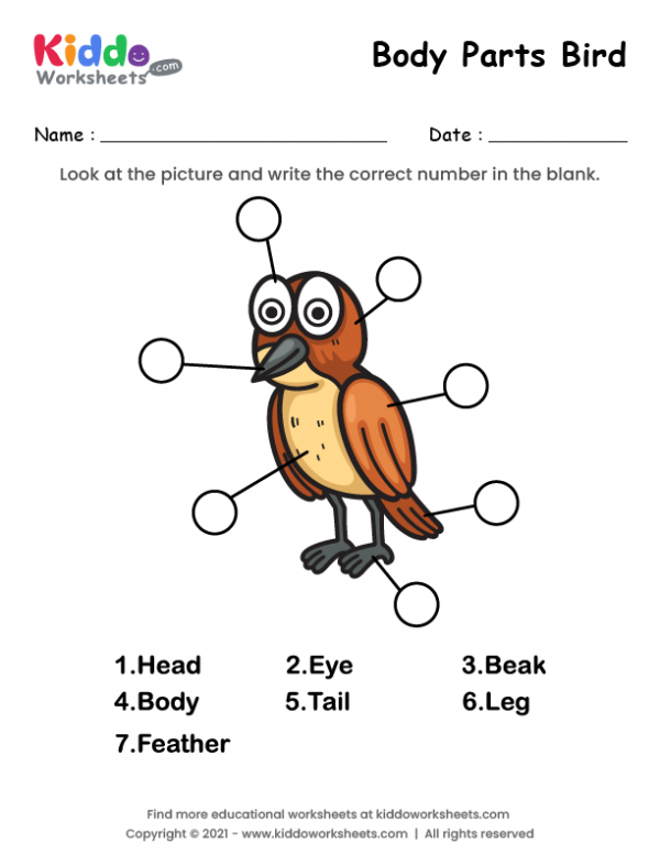 Body Parts of Bird