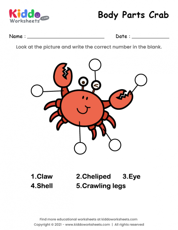 Body Parts of Crab