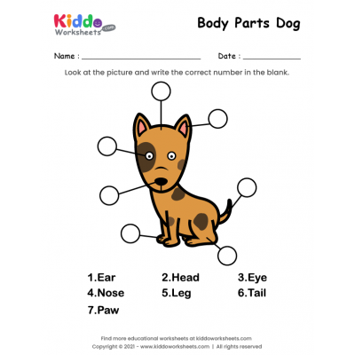 Body Parts of Dog