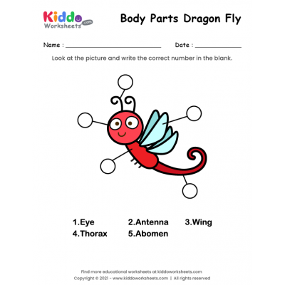 Body Parts of Dragon Fly
