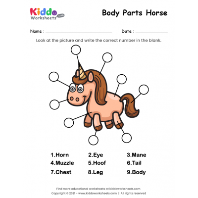Body Parts of Horse