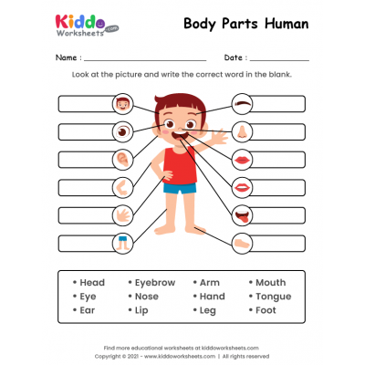 Body Parts of Human