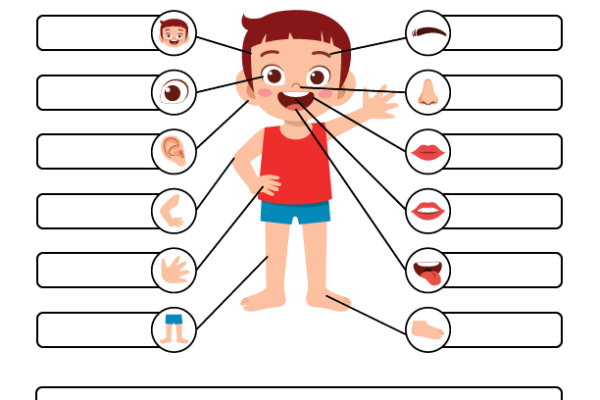 Label the Body Parts of Human Worksheet