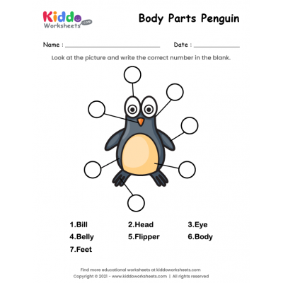 Body Parts of Penguin