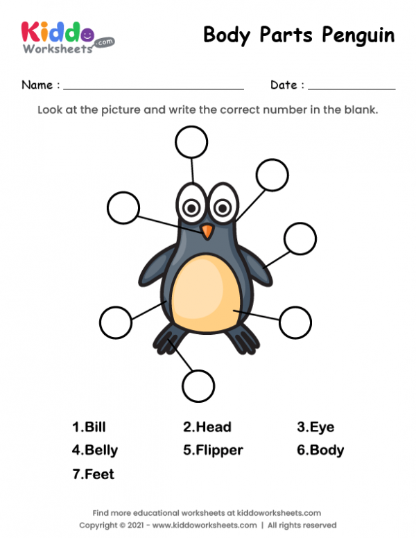 Body Parts of Penguin