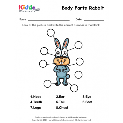 Body Parts of Rabbit