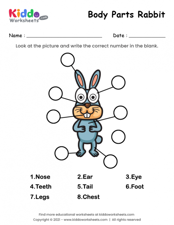 Body Parts of Rabbit