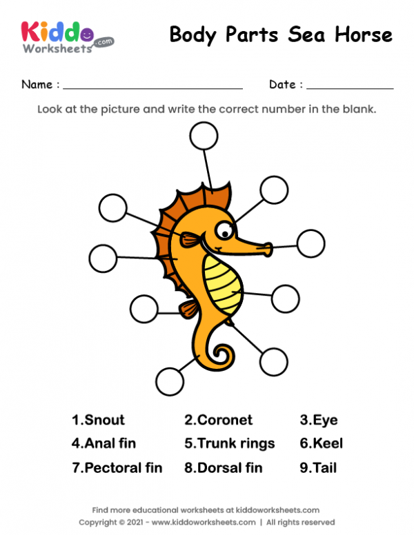 Body Parts of Sea Horse