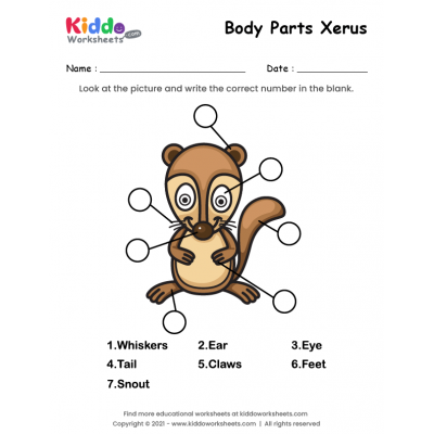 Body Parts of Xerus