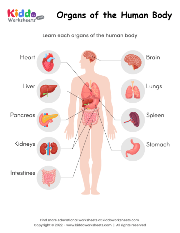 Organs of the Human Body