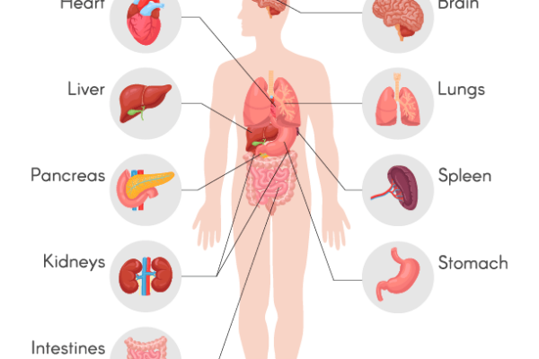Organs of the Human Body Worksheet