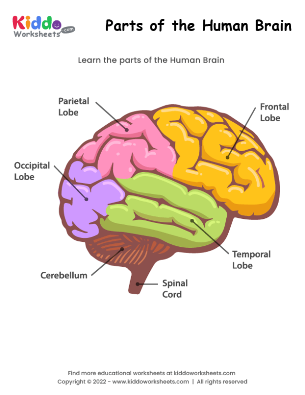 Parts of the Human Brain