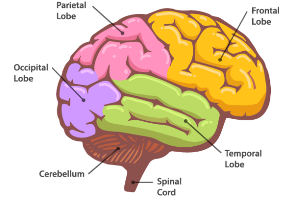 Parts of the Human Brain Worksheet