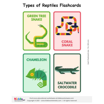 Reptiles Flashcards