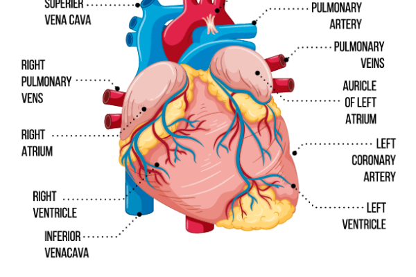 Structure of Heart Worksheet
