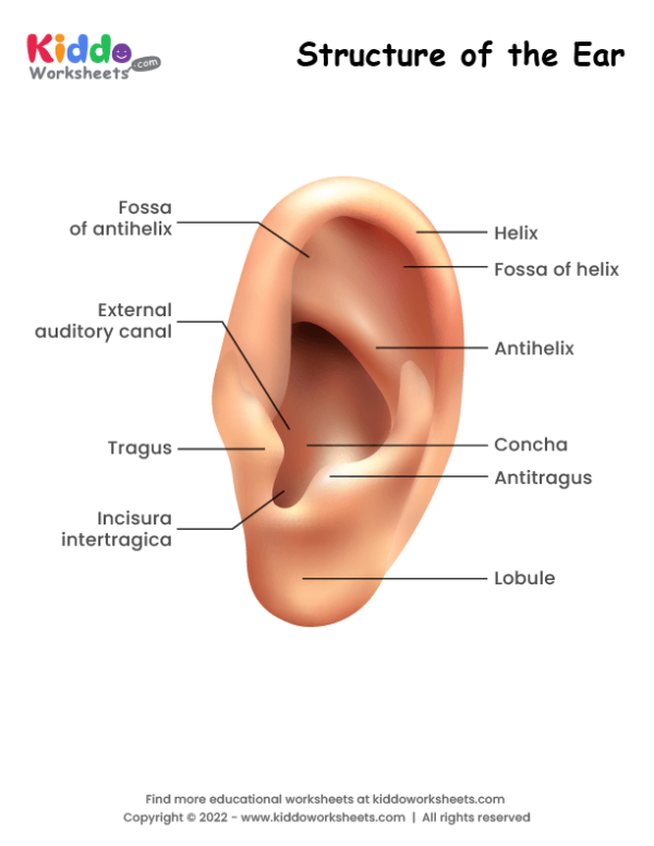 Structure of the Ear