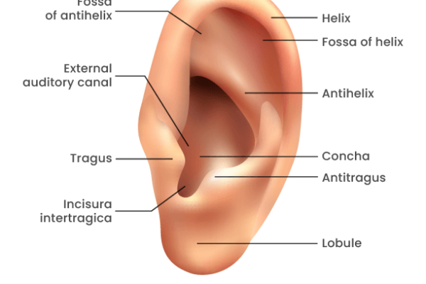 Structure of the Ear Worksheet