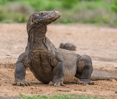 Komodo Dragon Sliding Puzzle
