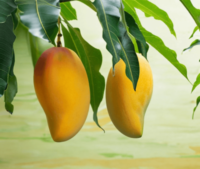 Mango Sliding Puzzle