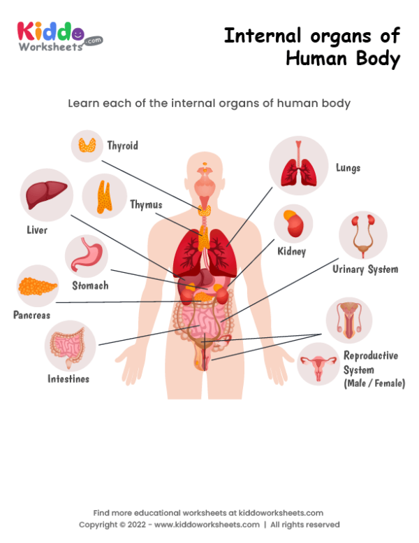 Internal organs of human body