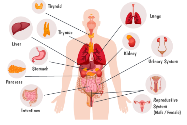 internal organs of human body Worksheet